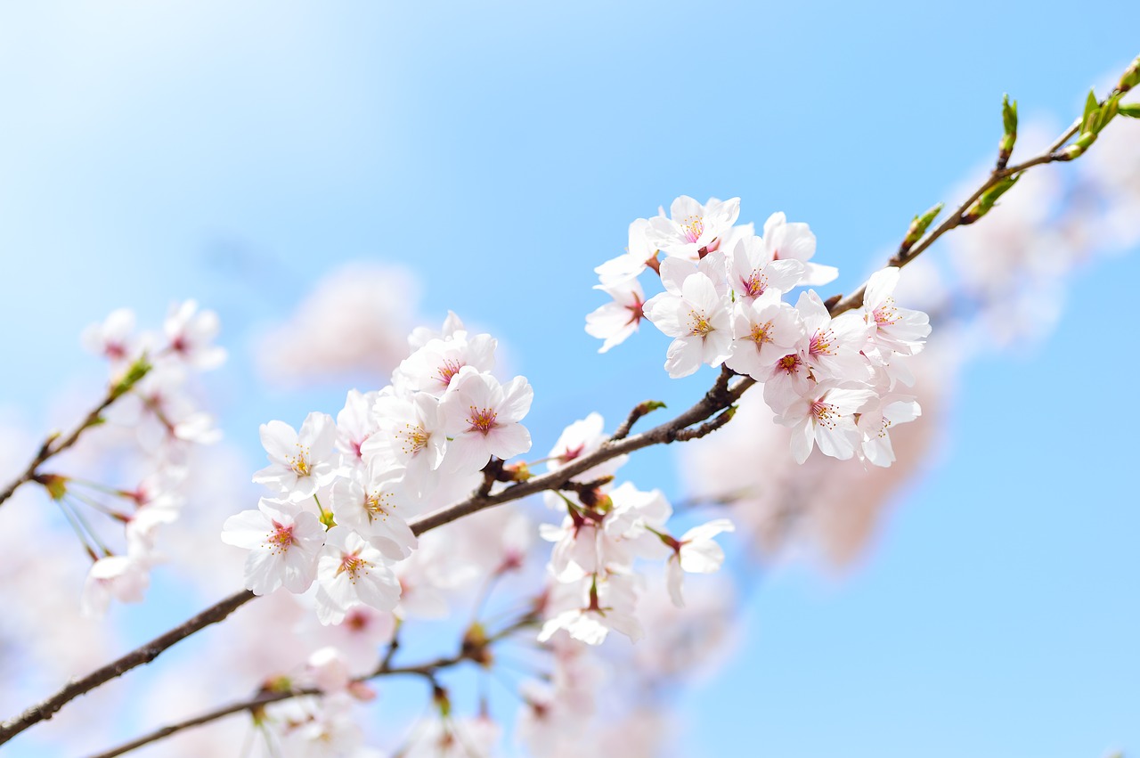 高知に咲き始めた4月の桜